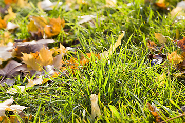 Image showing green grass in the autumn season