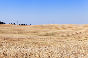 Image showing wheat field after harvest