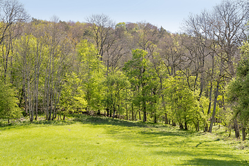 Image showing sunny woodside scenery