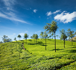 Image showing Tea plantations