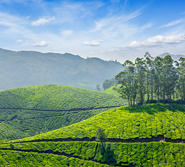 Image showing Tea plantations