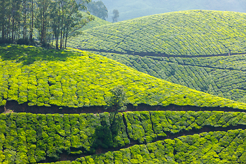 Image showing Tea plantations