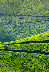 Image showing Tea plantations