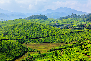 Image showing Tea plantations