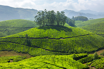 Image showing Tea plantations