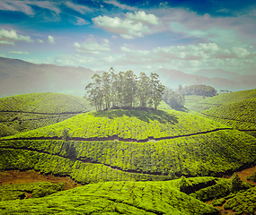 Image showing Tea plantations