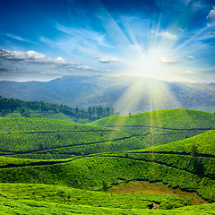 Image showing Tea plantations