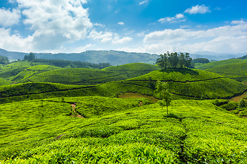 Image showing Tea plantations