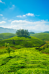 Image showing Tea plantations