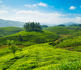 Image showing Tea plantations