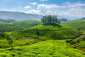 Image showing Tea plantations