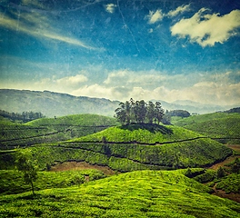 Image showing Tea plantations