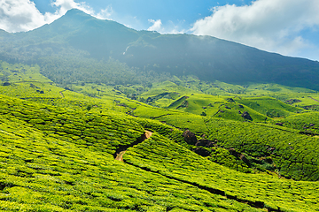 Image showing Tea plantations