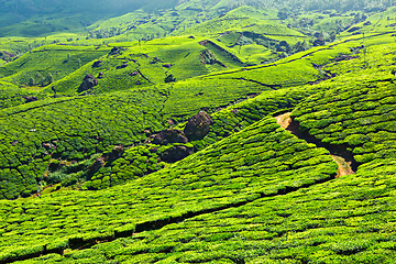 Image showing Tea plantations