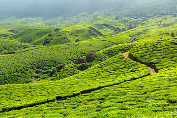 Image showing Tea plantations