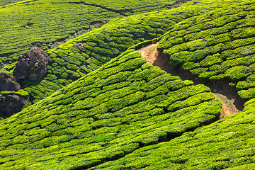 Image showing Tea plantations