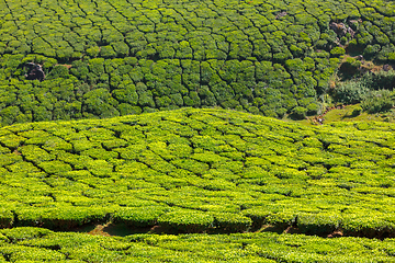 Image showing Tea plantations