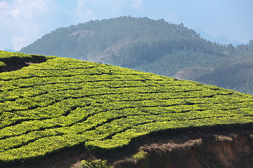 Image showing Tea plantations