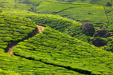 Image showing Tea plantations