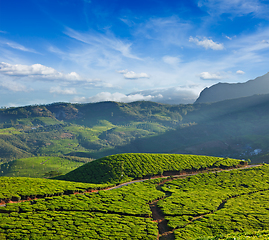 Image showing Tea plantations