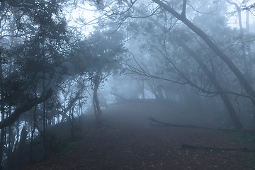 Image showing Misty scary forest in fog