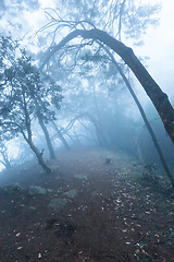 Image showing Misty scary forest in fog