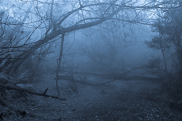 Image showing Tropical forest in fog