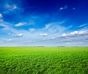 Image showing Field of green fresh grass under blue sky
