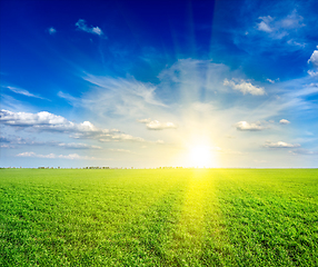 Image showing Field of green fresh grass under blue sky