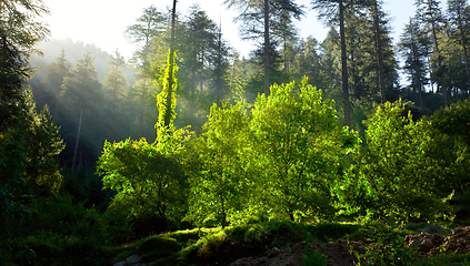 Image showing Morning forest with sunrays