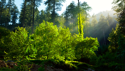 Image showing Morning forest with sunrays