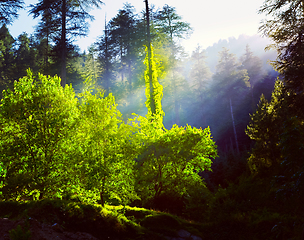 Image showing Morning forest with sunrays