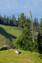 Image showing Horses grazing in mountains