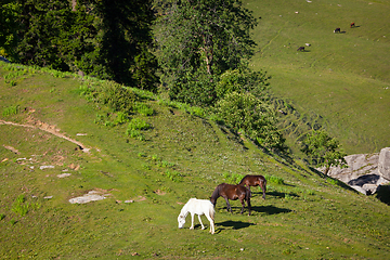 Image showing Horses grazing in mountains