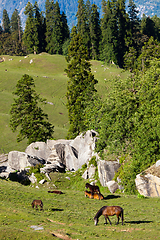 Image showing Horses grazing in mountains