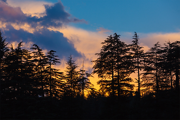 Image showing Silhouettes of trees on sunset