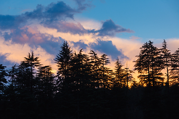 Image showing Silhouettes of trees on sunset