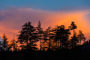 Image showing Silhouettes of trees on sunset