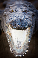 Image showing Charging crocodile jaws