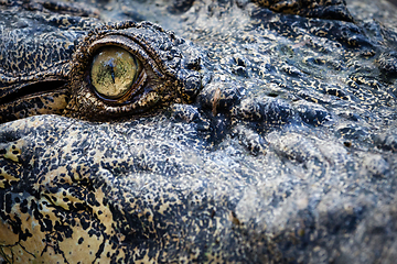 Image showing Crocodile eye