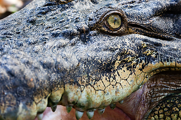 Image showing Crocodile eye