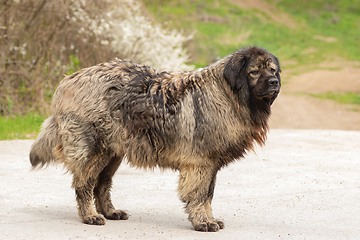 Image showing caucasian shepherd dog outdoor full length