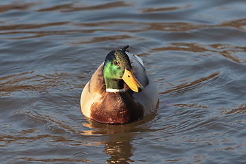 Image showing male Anas platyrhynchos on water