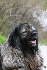 Image showing portrait of huge caucasian shepherd dog