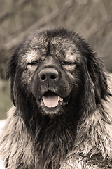 Image showing portrait of huge caucasian shepherd dog