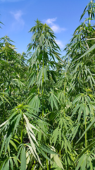 Image showing Green fresh foliage of cannabis plant (hemp, marijuana)