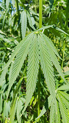 Image showing Green fresh foliage of cannabis plant (hemp, marijuana)