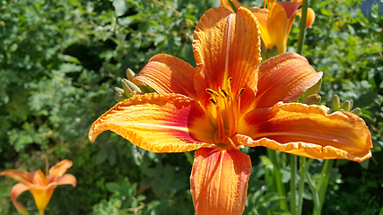 Image showing Beautiful bright Orange daylily on a sunny summer garden