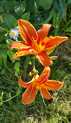 Image showing Beautiful bright orange day-lily on a sunny summer garden