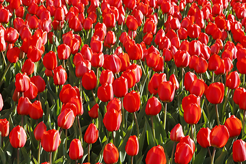 Image showing Beautiful red tulips natural background